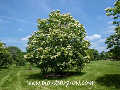 Japanese Tree Lilac (Syringa reticulata)